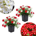 Set 2 Mix Verbena Plants, 4-8 Inc Tall, Red and White Blooms, Verbena Plants Live for Borders, Garden Beds and Containers
