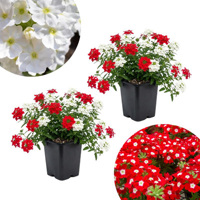 Set 2 Mix Verbena Plants, 4-8 Inc Tall, Red and White Blooms, Verbena Plants Live for Borders, Garden Beds and Containers