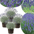 3 Lavender Plants Live Starter Plants 1-3" in Tall, Hardy Perennial Lavender for Garden and Landscape with Fragrant Purple Blooms, No Pot (Sensational)