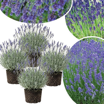 3 Lavender Plants Live Starter Plants 1-3" in Tall, Hardy Perennial Lavender for Garden and Landscape with Fragrant Purple Blooms, No Pot (Sensational)