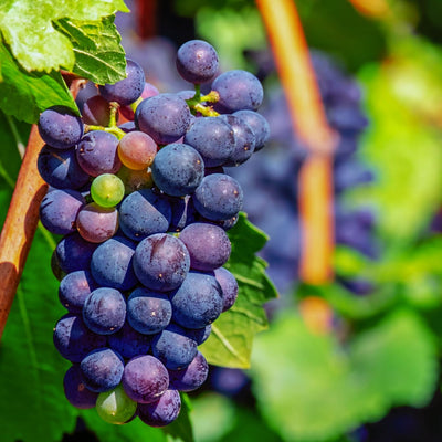2 Grape Vine, Grape Trees Live Plants, 1-2 Year Old, Bareroots, Sweet Fruit Trees