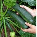 Set 2 Green Squash Zucchini Plants Live Vegetable Plant, 5-7''