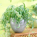 Curly Spider Plants Live Houseplants in 4" Pot, Airplane Live Plants Indoor Outdoor Decor and Planting