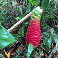 2Pcs Awapuhi Shampoo Ginger Roots, Zingiber Zerumbet Pinecone Ginger for Outdoor Planting, Fresh Ginger Rhizomes to Grow
