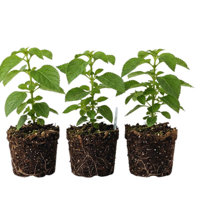 Set 3 Lantana Plants Live, Yellow Lantana Flower Live Plants Well Rooted from 4 Inc in Height