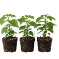 Set 3 Lantana Plants Live, Pink Lantana Flower Live Plants Well Rooted from 4 Inc Tall