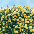 Rose Plant Live Ready to Plant, Fragrant Roses Flowers, in Pot, Ornamental Flowers Indoor Outdoor Home Garden (Lemon Rose)