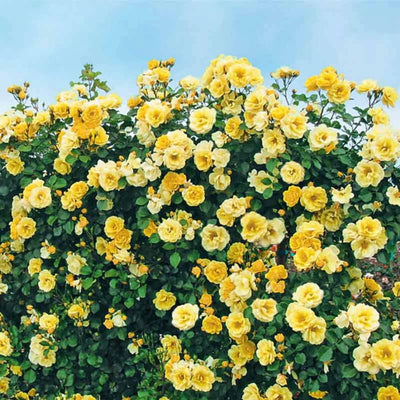 Rose Plant Live Ready to Plant, Fragrant Roses Flowers, in Pot, Ornamental Flowers Indoor Outdoor Home Garden (Lemon Rose)