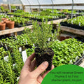Pack of 2 Thyme Plants Live, Green Thyme Live Plant, Edible and Fragrant Herb, 5 to 7 Inches Tall, Ideal for Garden and Container