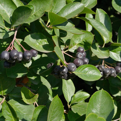 Black Aronia Chokeberry Live Plant, Cold Hardy Aronia Bush, 1-2 Ft Tall