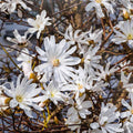 Magnolia Tree Live Plant, Magnolia Flowers Bush, 6-12 Inches Tall, in Pot, Fragrant Magnolia Shrub Ready to Grow (Star Magnolia)