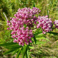 2 Milkweed Live Plants 4–7 Inches Tall, Milkweed Flowering Plants for Garden Beds, Borders or Landscape (Pink Milkweed)