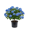 Blue Hydrangea Plant Live, Blue Blooming Flower, 1-1.5 Ft Tall