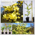 Magnolia Tree Live Plant for Planting, Magnolia Flowers Bush 6 to 12 Inches Height, in Pot, Fragrant Magnolia Shrub (Yellow Bird Magnolia)