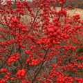 Red Winterberry Live Plant Ilex Winter Berry Holly Starter Plant in 4 Inch Pot for Garden