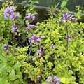 Golden Oregano Live Plant 3" Pot, Golden Oregano Leaf Plant, Fragrant Herb Seedlings Grow Indoor Outdoor