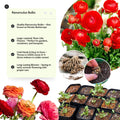 Red Ranunculus Flowers Bulbs for Spring Planting, Perennial Flower Bulbs, Early Spring Flower to Plant Outside, Colorful Blooms Groundcover Bulbs, Top Size