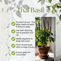 2 Basil Herb Plants in 4 Inch Pot, Live Basil Plant for Gardening, Compact Herb for Indoor Outdoor Containers, 4-6 Inches Starter Plants