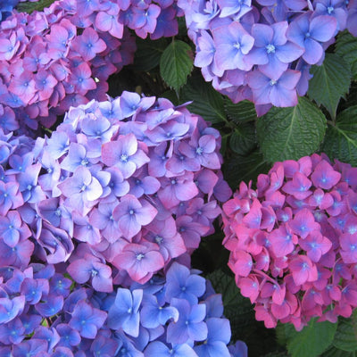 Winter Hardy Blue to Pink Purple Hydrangea Bush Tree Live Shrub Plant, 6-12" Blue to Smooth Pink to Purple Blooms, Established Roots, Dormant, No Leaf