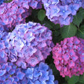 Blue Pink to Purple Hydrangea Bush Plant Tree Live Shrub, 5-12" Starter Plant Hydrange Tree Plants, Dormant No Leaf in Winter, Cold Hardy Temperate