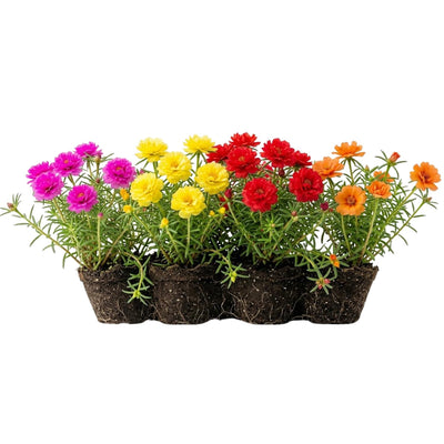 4 Portulaca Plants Live, Moss Rose Flower Plant for Outdoor Garden, Ground Cover Plant for Patio Containers, Borders or Landscape 4-7 Inches (Assorted)