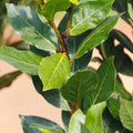 Bay Leaf Plant, Laurus Nobilis Bay Leaf Tree Live Plant, 5-9" Tall, Sweet Bay Laurel Live Plants Indoor Outdoor Patio Home Garden