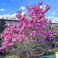 2 Ann Magnolia Trees Live Plants, Deep Pink Magnolia Shrub Tree Live Plant in 2.5" Pot, 6-12 Inches