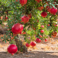 4 Sweet Pomegranate Trees Live Plants, Zones 7-10 Growing, Well-Rooted, 5-9 Inches Tall, Large Sweet Fruit for Your Garden