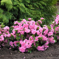 Pink Azalea Rhododendron Plant Live in 4 Inch Pot, Azalea Rhododendron Bush Shrub Bonsai Bloom in Spring, Late Summer, Fall Rebloom