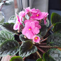 African Violet Plant, Live African Violet Flowers in 4'' Pot, Low-Maintenance Indoor Flowering Plant with Vibrant Blooms (Pink Blooms)