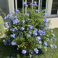 2 Blue Plumbago Live Plant 4-8 Inches Tall, Blue Plumbago Plants, Perennial Flowers Plants for Your Garden, No Pot