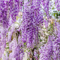 Purple Wisteria Tree Live Plant Well Rooted in 4 Inch Pot, Fragrant Wisteria Flowers for Outdoor Planting, 4 to 7 Inches Height