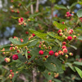Serviceberry Plant Live, Service Berry Bush, 1-2 Ft Tall