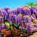 Purple Wisteria Tree Live Plant in 2.5 Inch Pot Size, Wisteria Tree Live Plant for Planting Outdoors