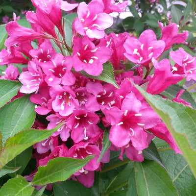 Pink Weigela Live Plant, 4 Inch Pot Weigela Flower Plant for Garden, 4 to 8 Inch Tall Outdoor Plant