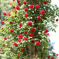 Rose Plant Live in Pot for Planting, Fragrant Roses Flowers, Summer Blooming Ornamental Garden Shrub (Red Climbing Rose)