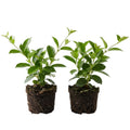 Set 2 Mix Mandevilla Live Plants, 5-9" Tall Mandevilla Plant Potted, Well Rooted Perennial Flowers Shrub Plants, Ornamental Plants for Outdoors