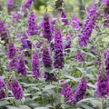 Butterfly Bush Plant, Fragrant Buddleia Shub, Spring-Flowering Butterfly Bush 5-8 Inches (Dark Purple)