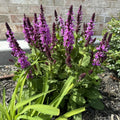 Rose Salvia Plant, Live Sage Plant in Quart Pot, Perennial Herb Plants for Outdoor Indoor Growing