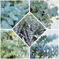 Live Eucalyptus Plant Indoor, 4 to 6 Inc Tall, Blue Eucalyptus Plant Live for Gardening Indoor or Outdoor