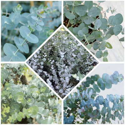 Live Eucalyptus Plant Indoor, 4 to 6 Inc Tall, Blue Eucalyptus Plant Live for Gardening Indoor or Outdoor