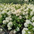 Change Color Hydrangea Live Plant in 2.5 Inch Pot, Hydrangea Trees Shrub Bush Perennial Outdoor Planting (White to Pink)