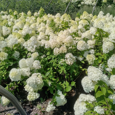 Change Color Hydrangea Live Plant in 2.5 Inch Pot, Hydrangea Trees Shrub Bush Perennial Outdoor Planting (White to Pink)