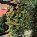 Mandarin Climbing Honeysuckle Plant Live, Fragrant Honeysuckle Plants Vine Bushes in 2.5 Inch Pot