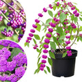 Beautyberry Plant Live, 4 to 6 Inches Tall, Berry Bushes Live Plants for Planting, American Beautyberry Fruits Trees, 4 Inc Pot, Well-Rooted