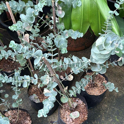 Blue Eucalyptus Plant Live, Live Eucalyptus Plant Indoor, 2.5 Inc Pot