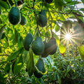 Set 2 HASS Avocado Tree Live Plant Seedlings, 1 Year Old Well Rooted HASS Avocado Tree in 4 Inc Pot for Planting, Live Avocado Plant, 8 Inch to 12 Inch in Tall