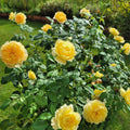 Fragrant Rose Plant Live Bush Shrub or Climbing, Old-Fashioned Roses Summer Rebloomer in 2.5 Inch Pot, Lanscape Rose Plant (Assorted) (Butter Yellow)