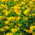 Set 3 Milkweed Plants Live, Yellow Milkweed Flower Live Plant for Outdoor Indoor Gardening, Well Rooted, 4''