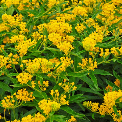 Set 3 Milkweed Plants Live, Yellow Milkweed Flower Live Plant for Outdoor Indoor Gardening, Well Rooted, 4''